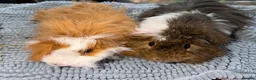 Guinea Pig rodents for sale: Female and male Guinea pigs  - Advert 5