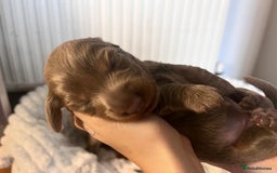 Miniature Dachshund dogs for sale: 🖤🐶Beautiful Miniature Dachshund Puppies🖤🐶!! - Image 34