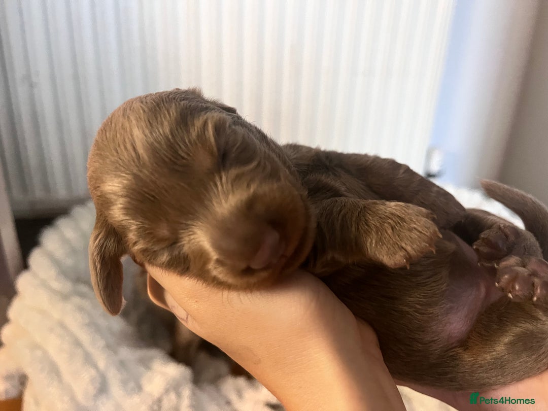 Miniature Dachshund dogs for sale: 🖤🐶Beautiful Miniature Dachshund Puppies🖤🐶!! - Image 34