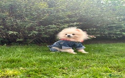 Pomeranian dogs for sale: White and Cream Pomeranian Boys in London - Image 10
