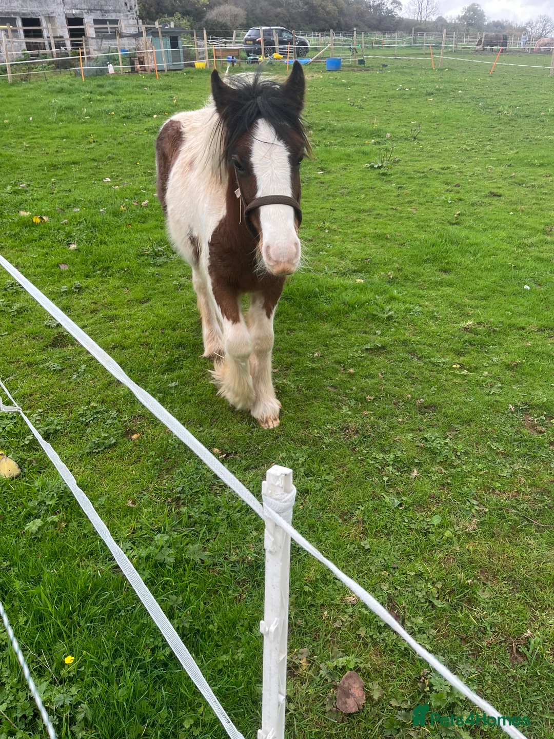 Irish Cob horses for sale: beautiful cob colt  - Advert 7