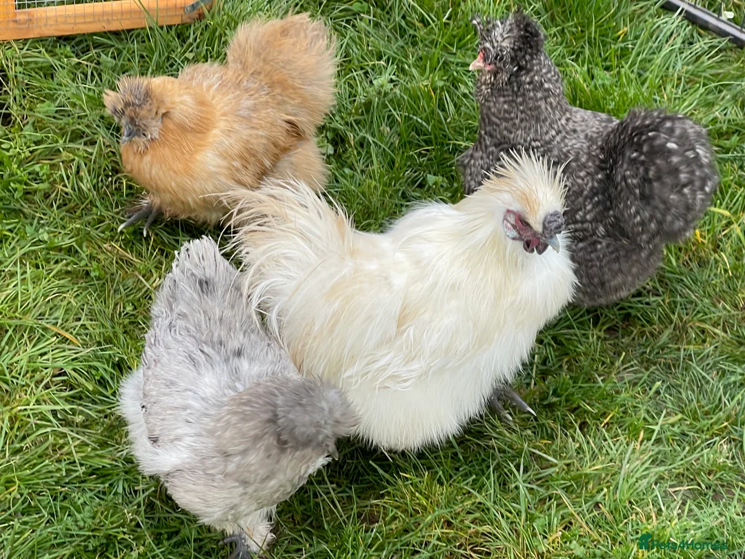 Chickens poultry for sale: 1 and 2 day old silkie chicks available  - Advert 5