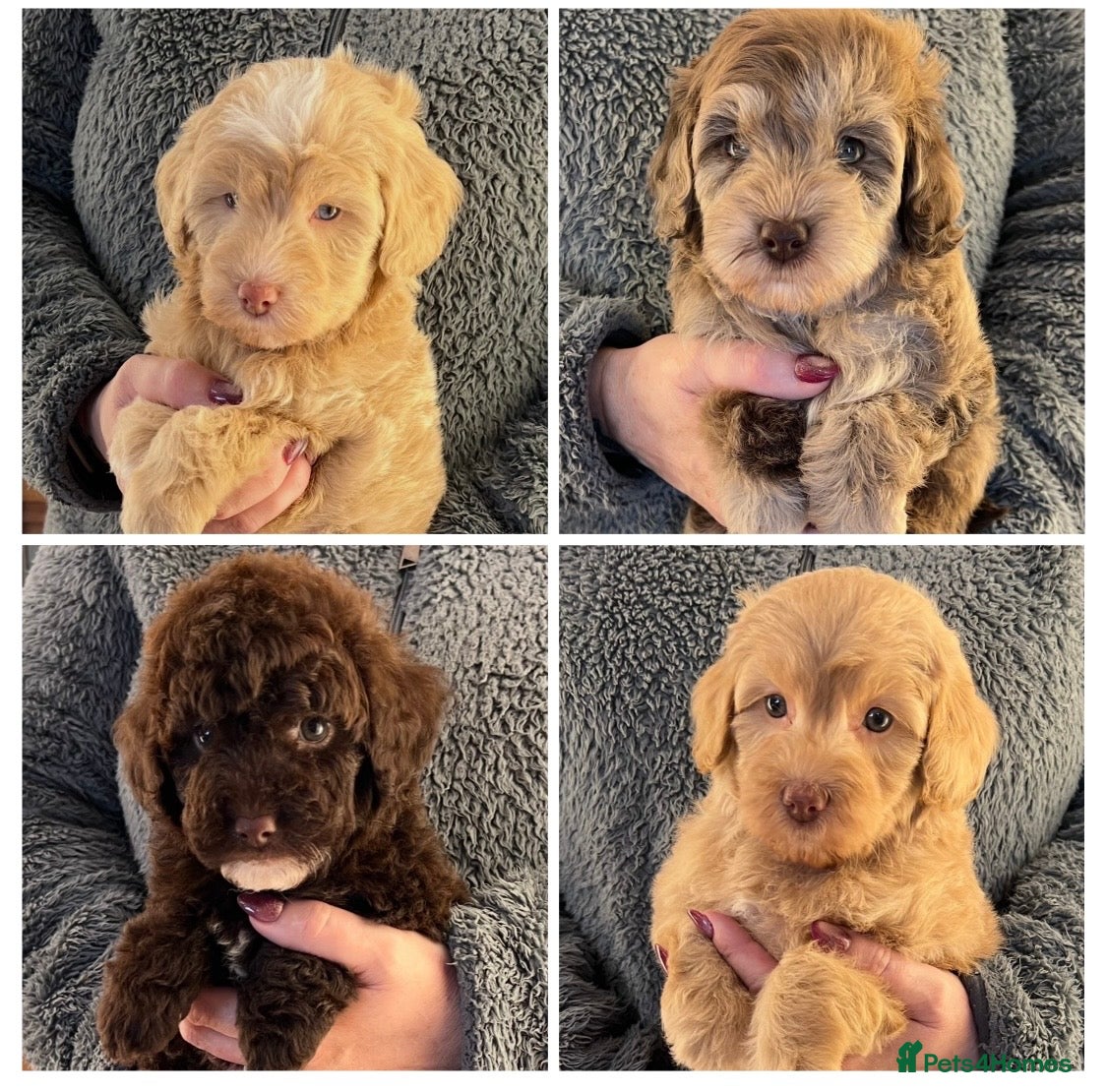 Labradoodle dogs Stunning Labradoodles From Health tested parents - Advert 1