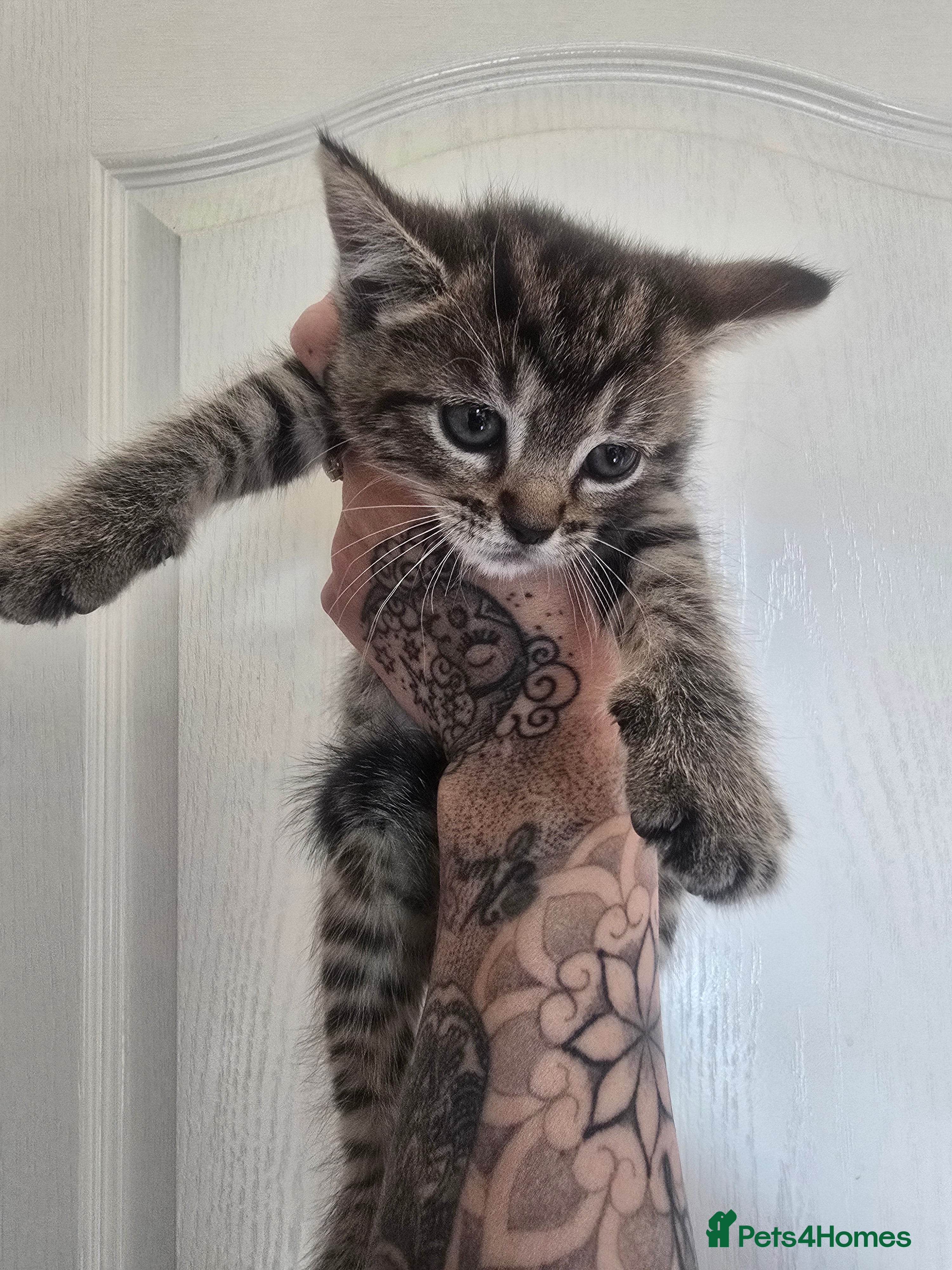 Mixed Breed Kitten 3