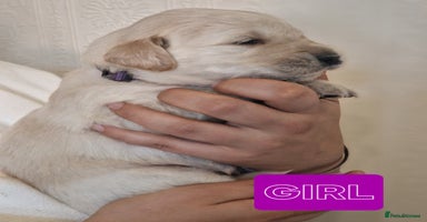 Golden Retriever dogs - Advert 4