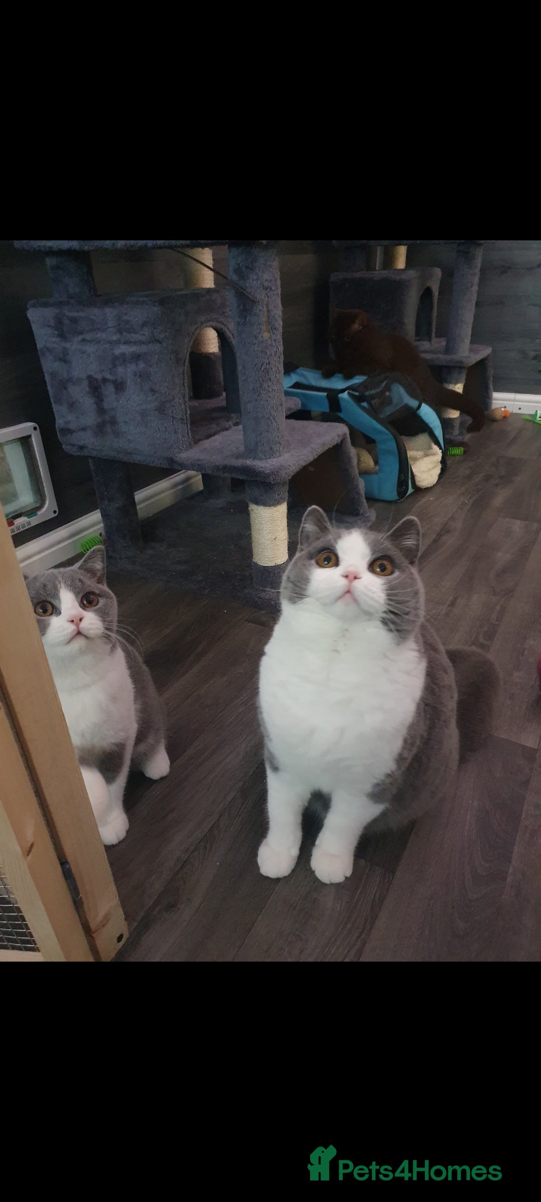 British Shorthair cats for sale: Last kitten available  - Image 5