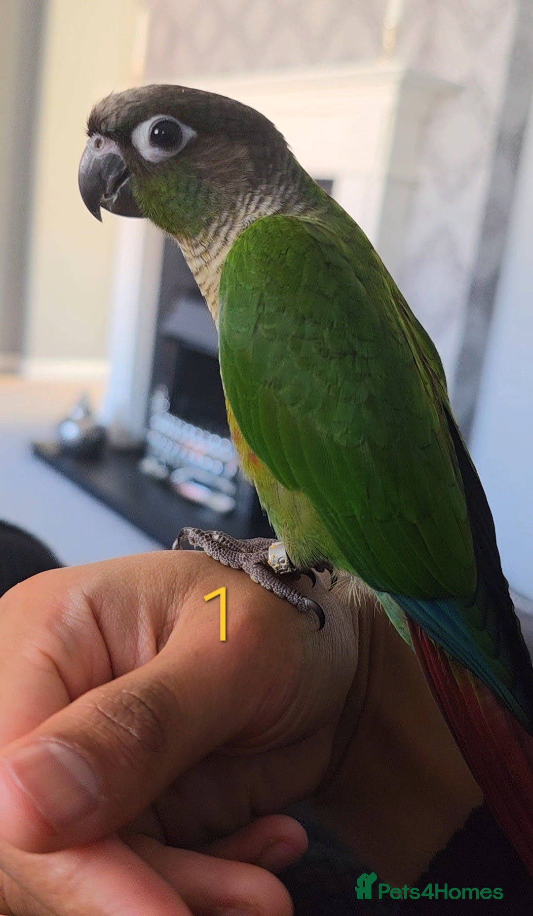 Parrots birds for sale: Handreared Baby Green Cheek Tame Conures  - Image 3