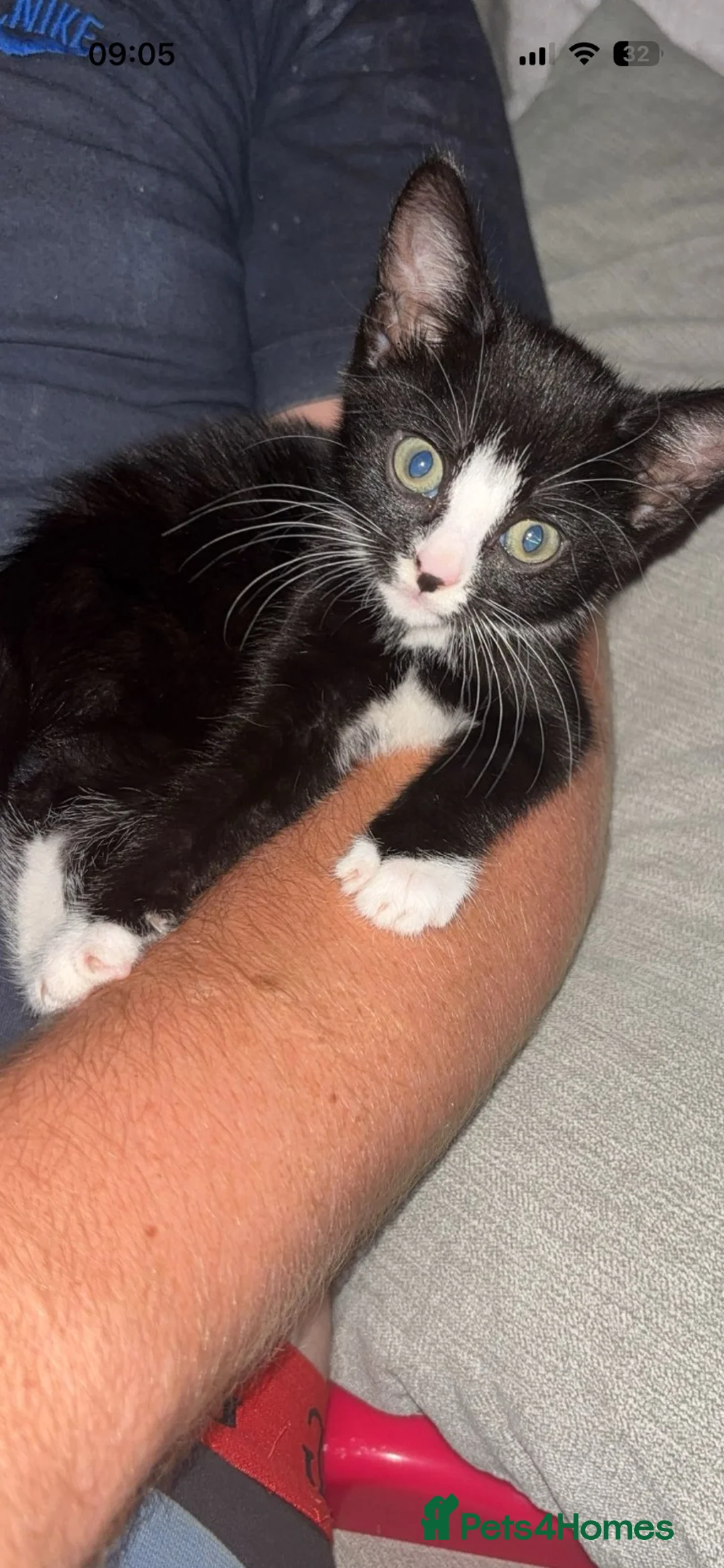 Mixed Breed cats for sale: Mixed breed black and white kitten  - Advert 1
