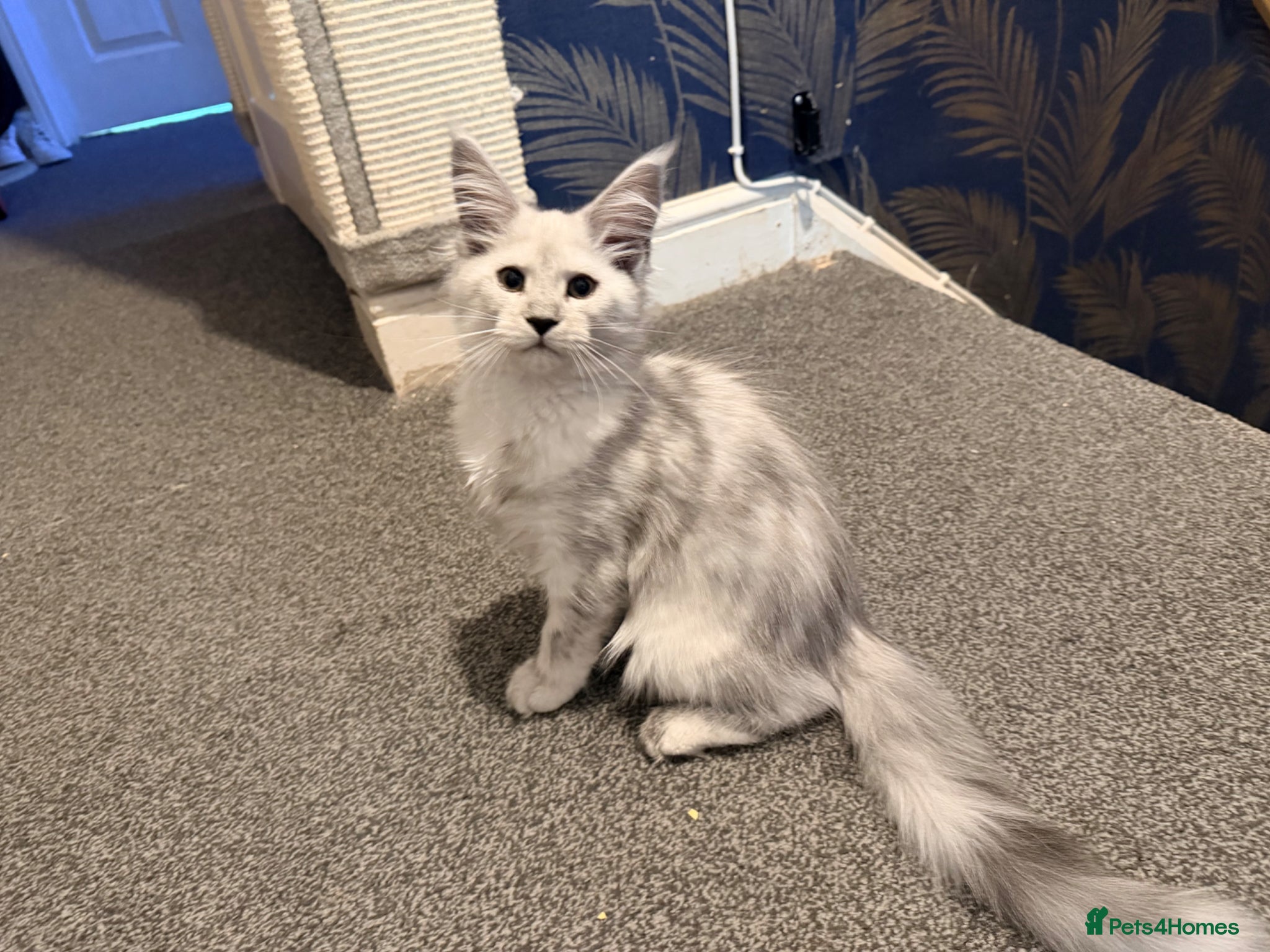 Maine Coon cats 1 stunning Female left  - Advert 3