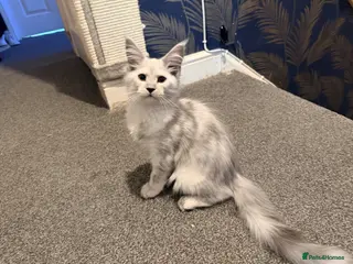 Maine Coon cats 1 stunning Female left - Advert 1