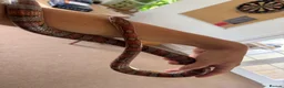 Corn Snake reptiles for sale: Male corn snake for loving home. - Advert 5