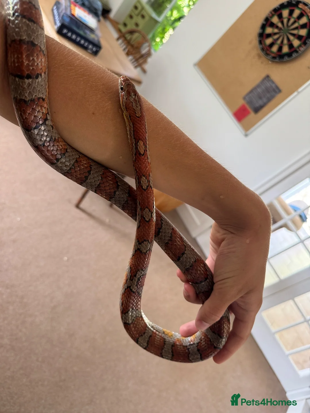Corn Snake reptiles for sale: Male corn snake for loving home. - Advert 5