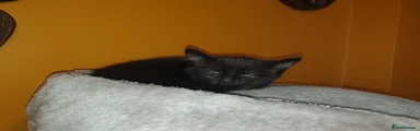 Casper