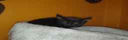 Mixed Breed cats for sale: 3 beautiful kittens - Advert 7