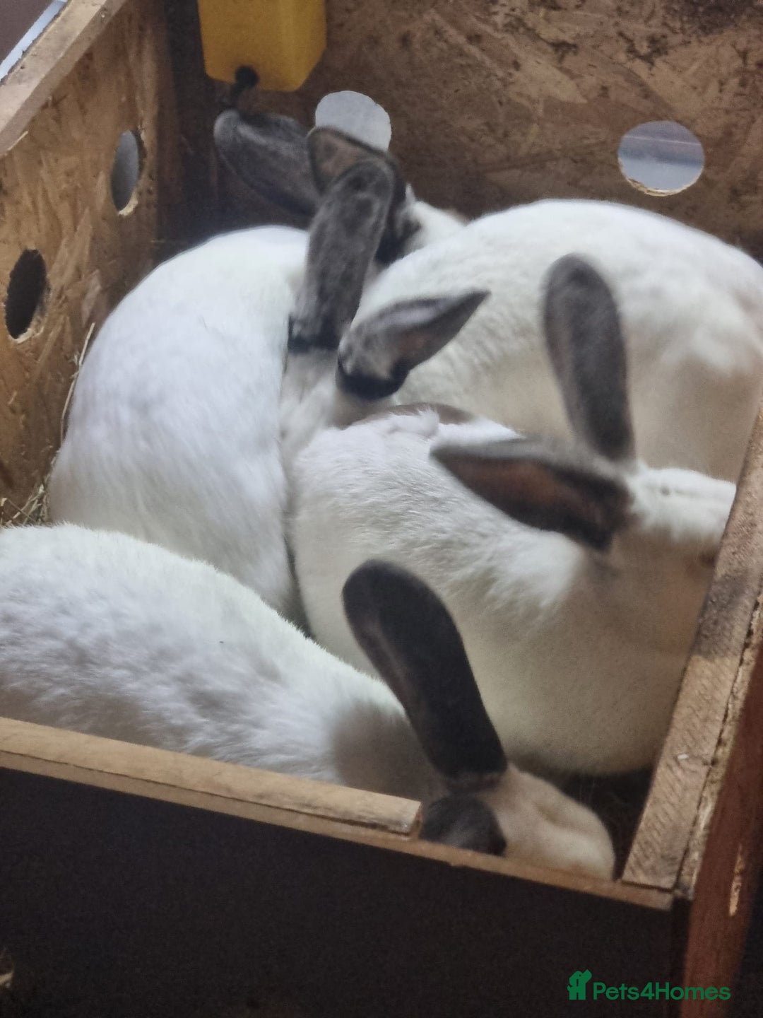 Continental Giant rabbits for sale: Pure breed giants  - Advert 2