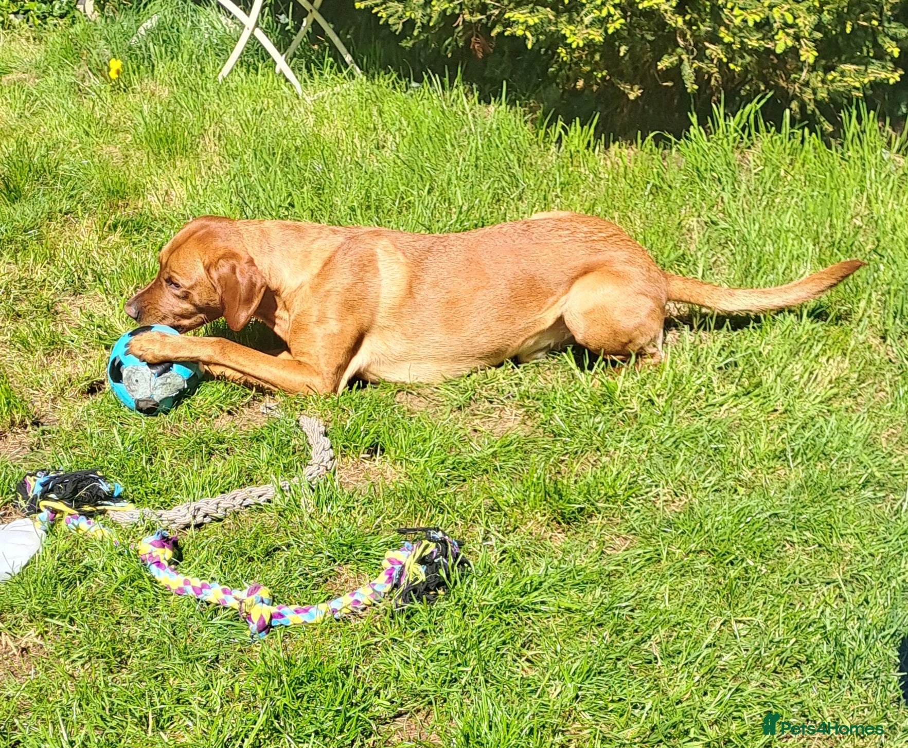 Labrador Retriever dogs for stud: STUD ONLY - Male fox red labrador retriever  - Advert 6