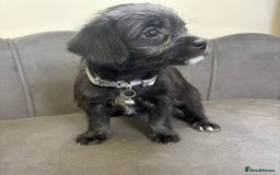 Chipoo dogs for sale: Stunning Chipoo Pups DNA Health Tested - Image 15