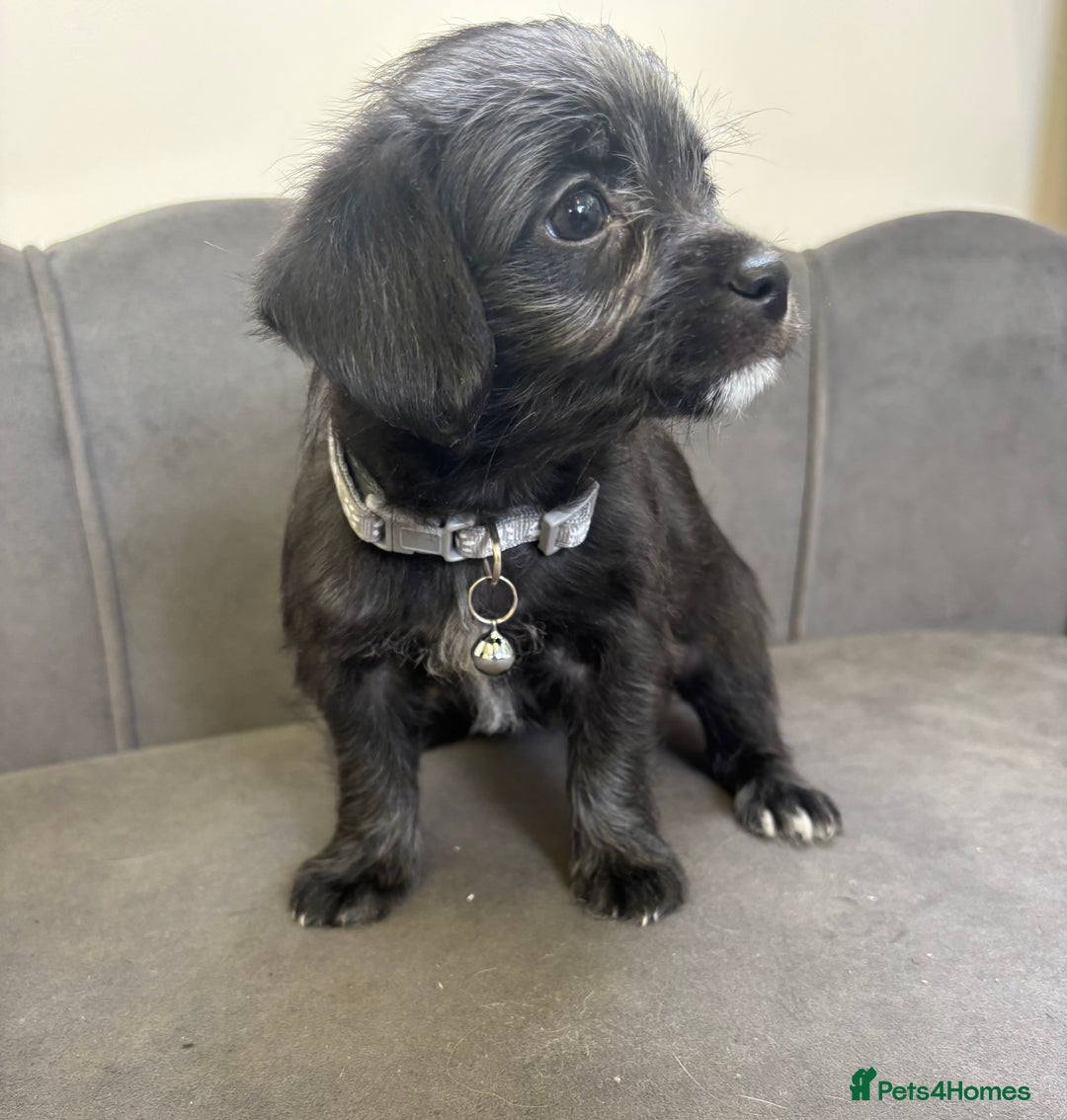Chipoo dogs for sale: Stunning Chipoo Pups DNA Health Tested - Image 15
