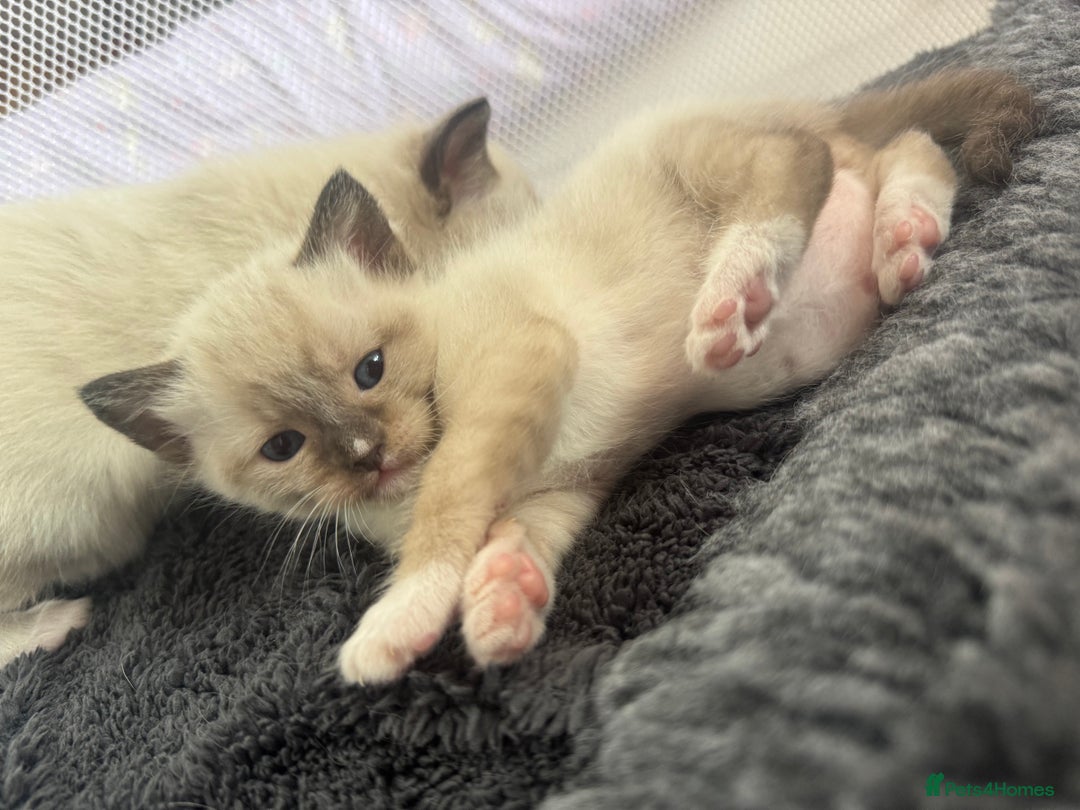 Ragdoll cats for sale: Beautiful Ragdoll kittens open to reasonable offer - Image 9