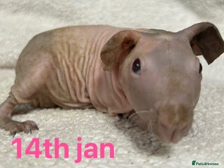 Guinea Pig rodents Skinny Pig Sows. READY NOW/RESERVE - Advert 10