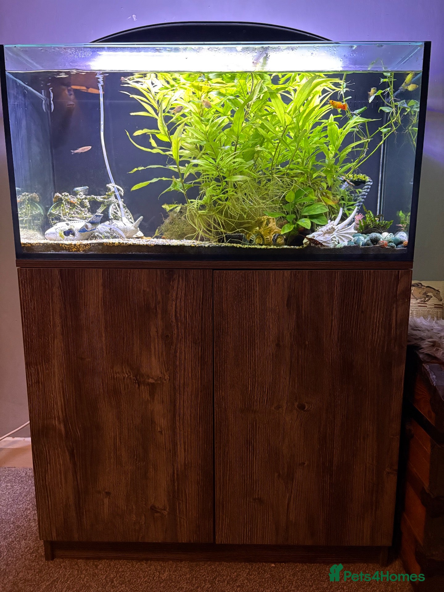 Barbs fish for sale: Full tank and set up for sale Everything included  - Advert 1