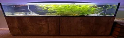 Barbs fish for sale: Full tank and set up for sale Everything included  - Advert 1