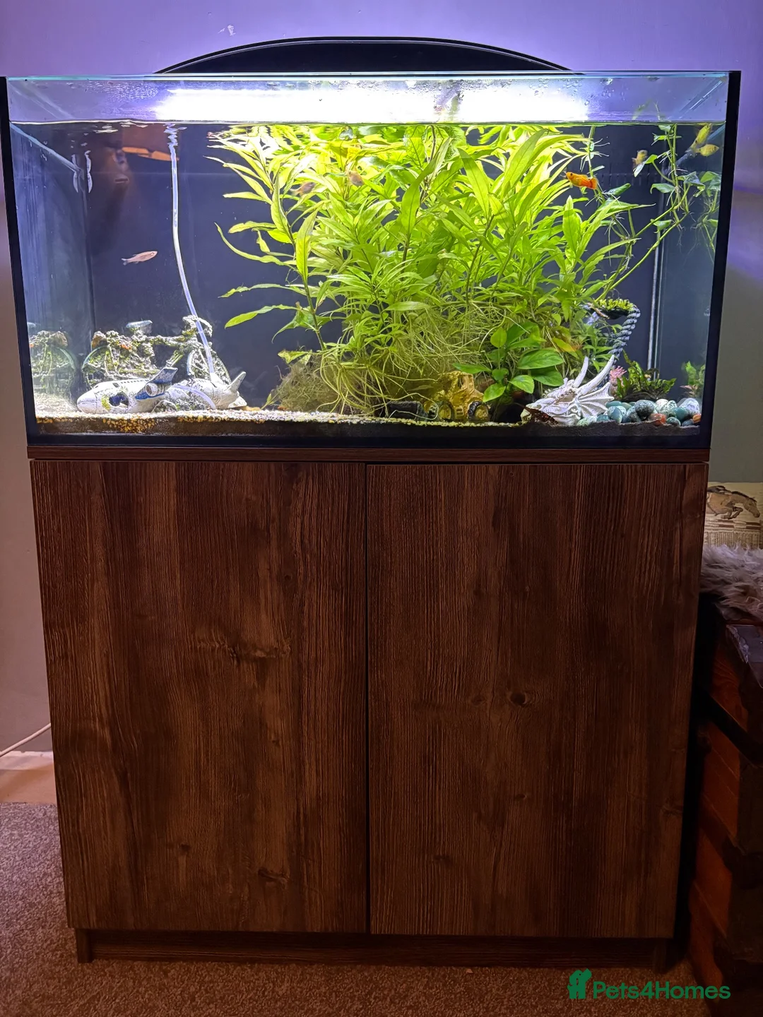 Barbs fish for sale: Full tank and set up for sale Everything included  - Advert 1