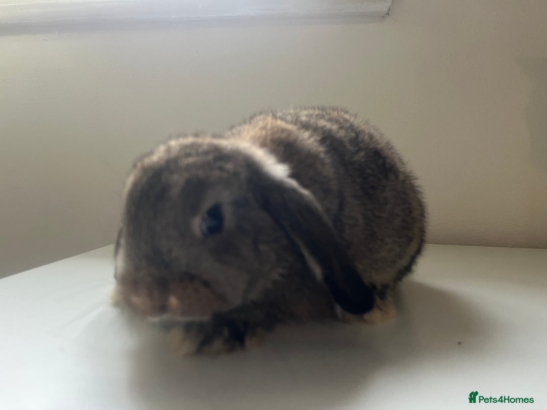 Mini Lop rabbits for sale: Mini lops available  - Advert 22