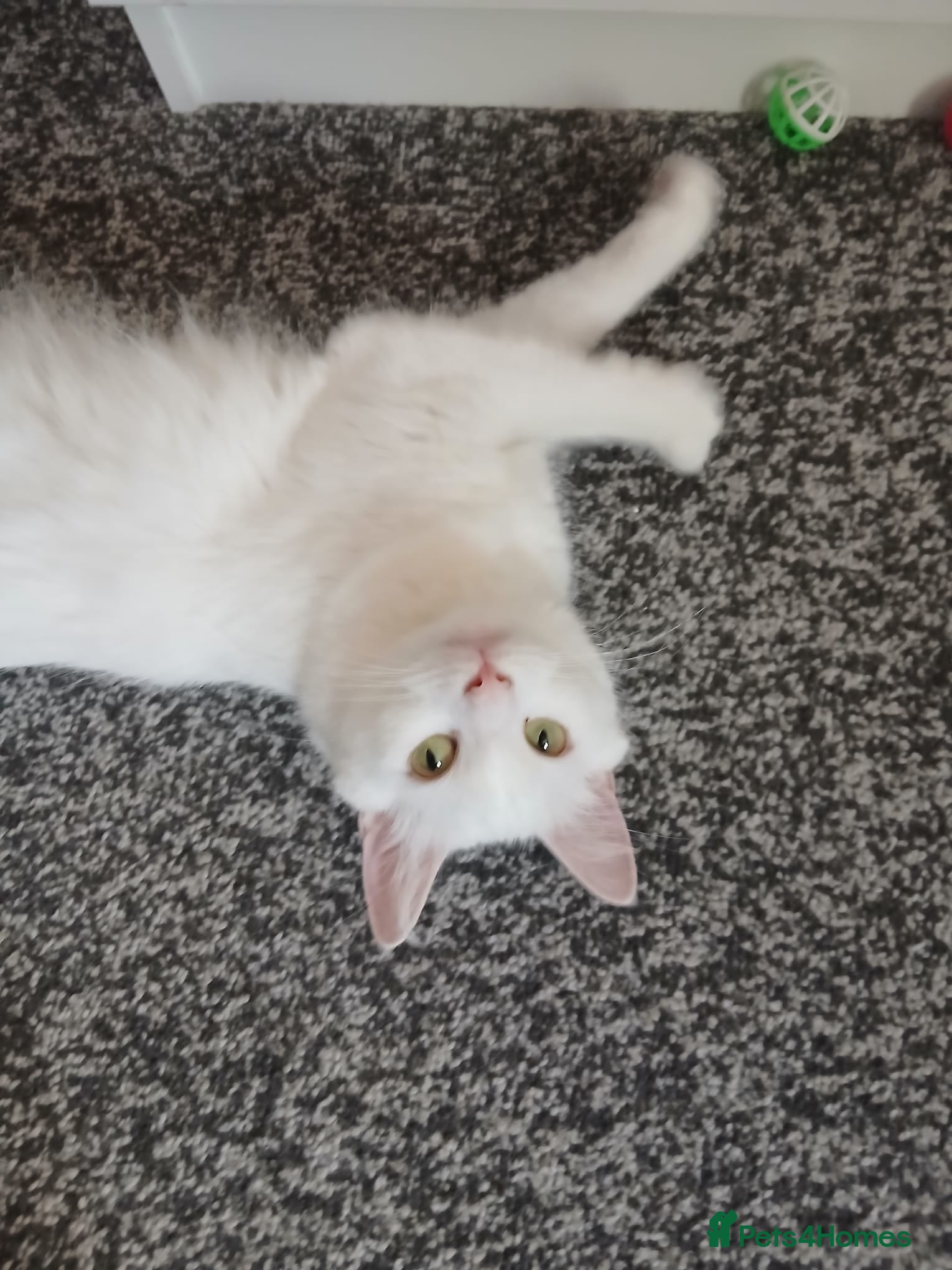 Turkish Angora cats Turkish angora female - Advert 4