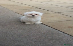Maltese dogs for sale: Stunning Pure Maltese Puppies - Image 17