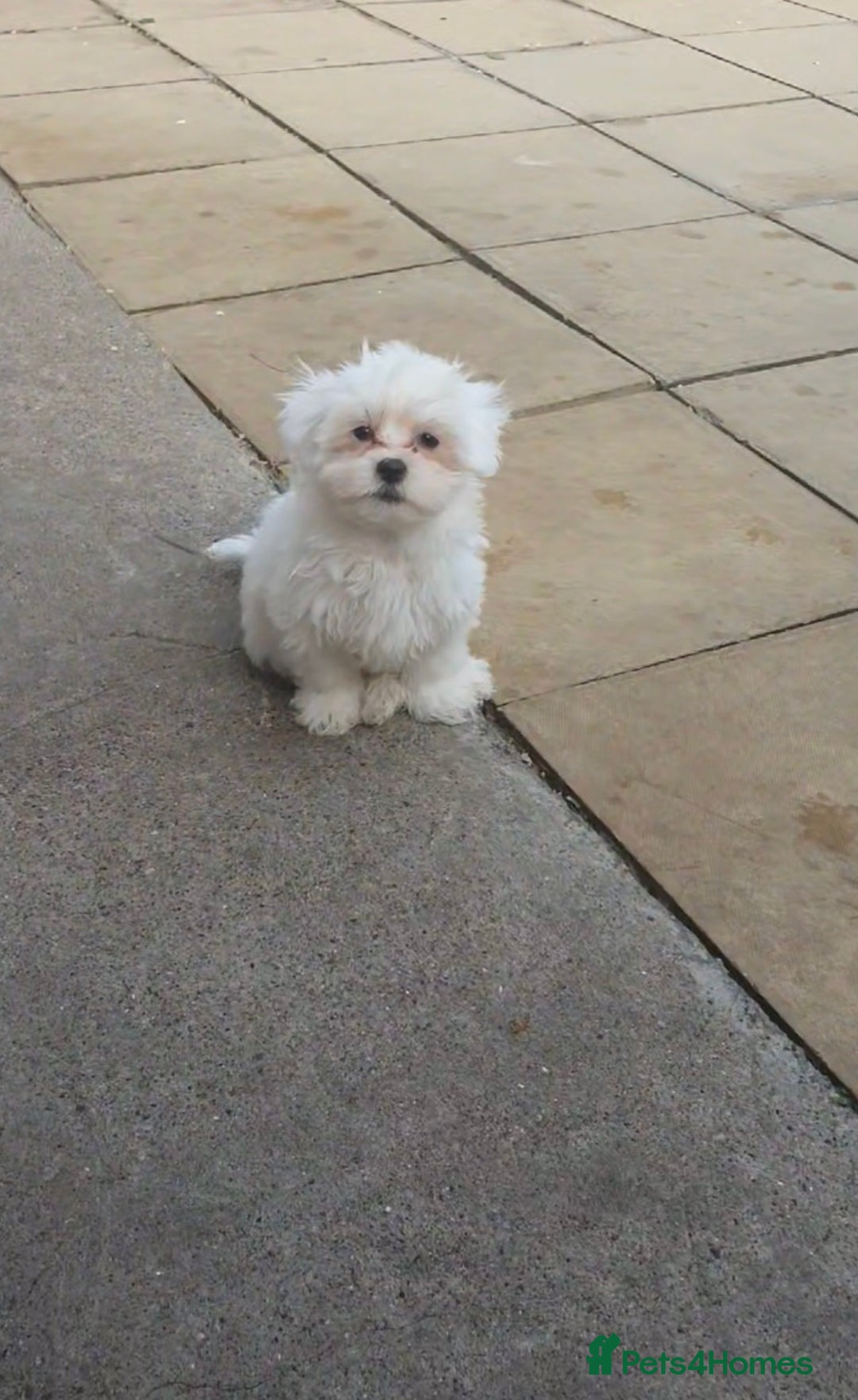 Maltese dogs for sale: Stunning Pure Maltese Puppies - Image 17
