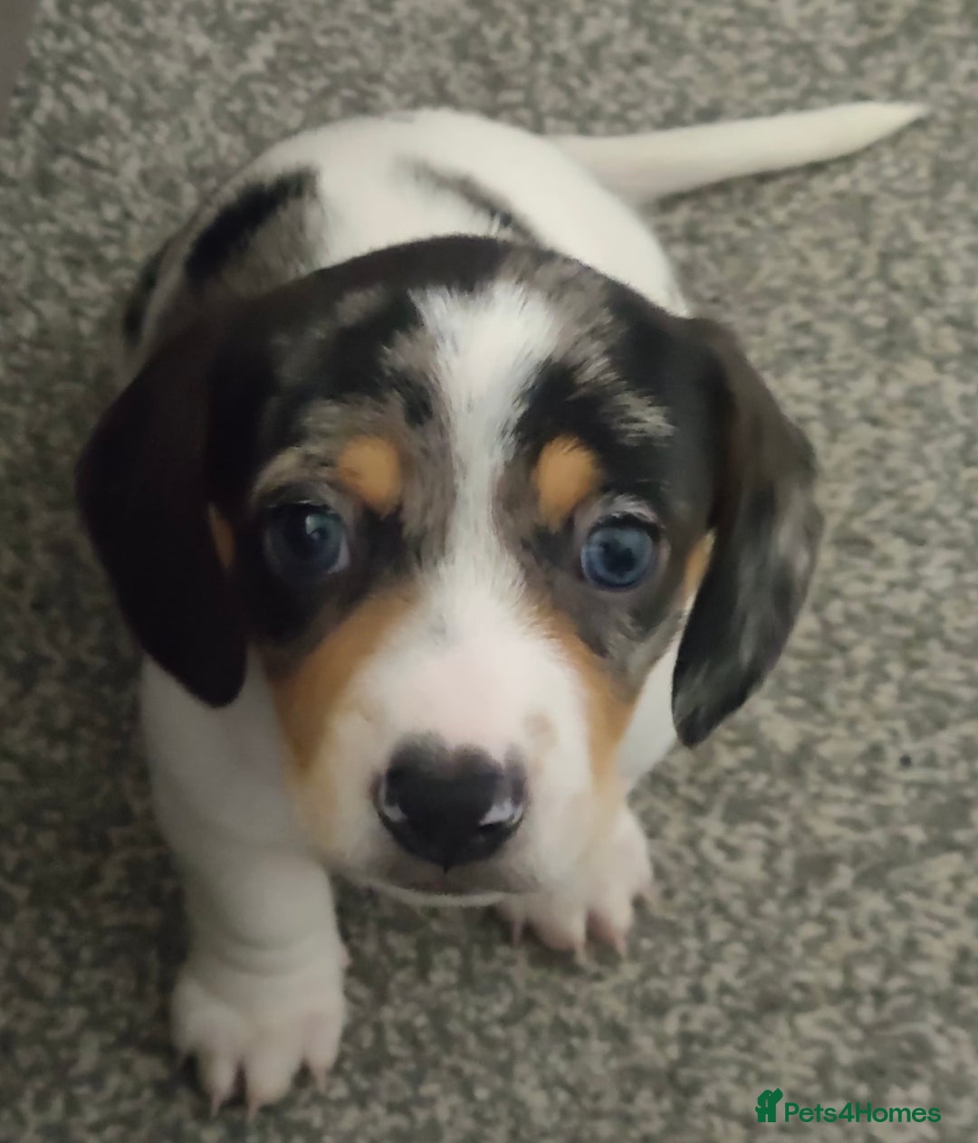 Dachshund dogs for sale: Beautiful white with grey marking  - Advert 2