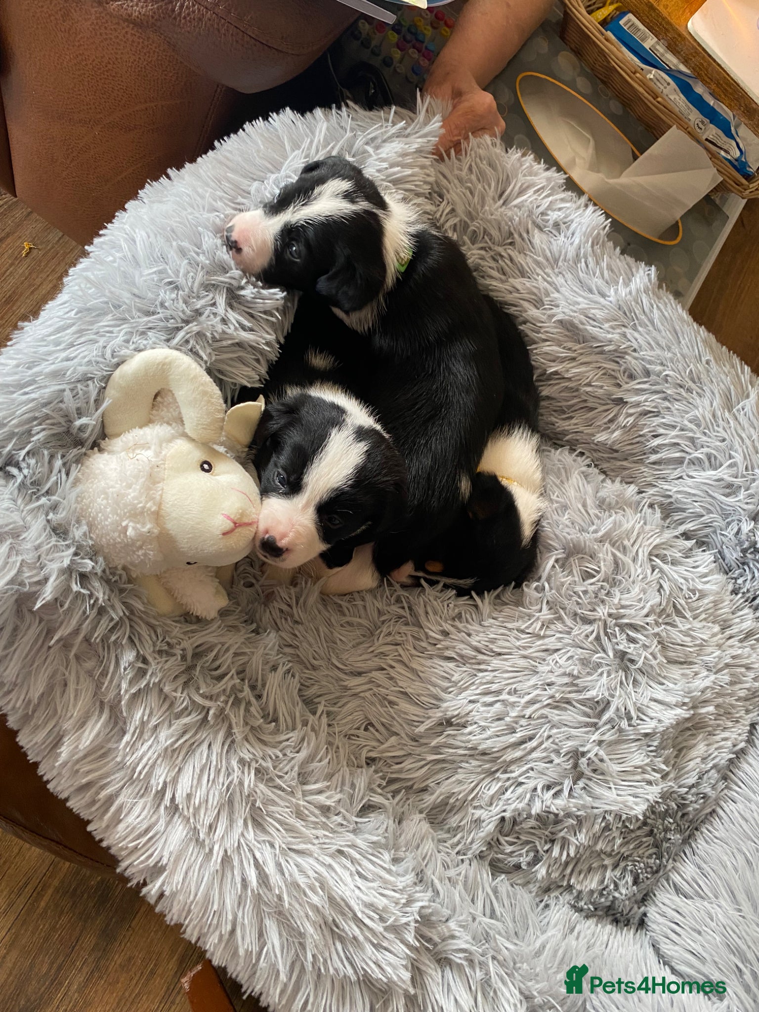Mixed Breed dogs Beautiful Border Jack Puppies for Sale 🐶 - Advert 7