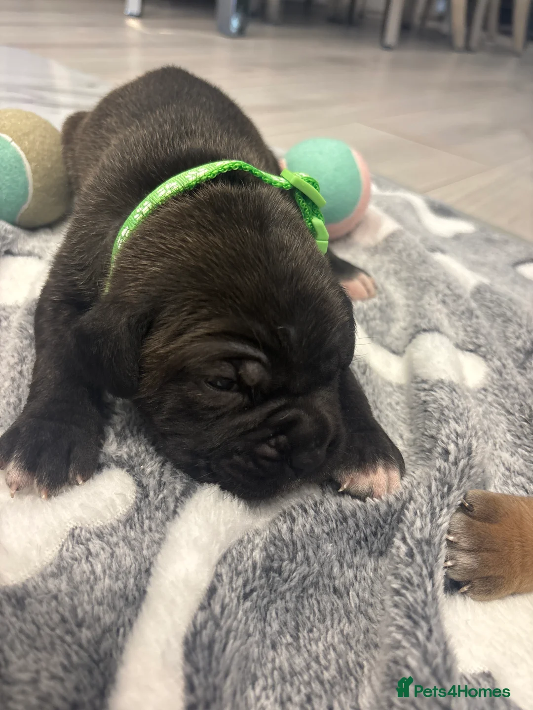 Cane Corso dogs for sale: Cane Corso Puppies 🐶  - Advert 18