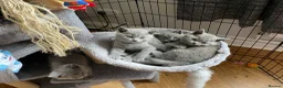 British Shorthair cats for sale: British blue shorthair kittens  - Advert 10