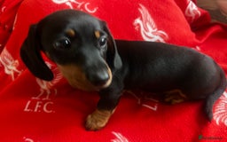Miniature Dachshund dogs for stud: Proven mini dachshund for stud - Image 8