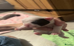 French Bulldog dogs for sale: French bulldog puppies - Image 7
