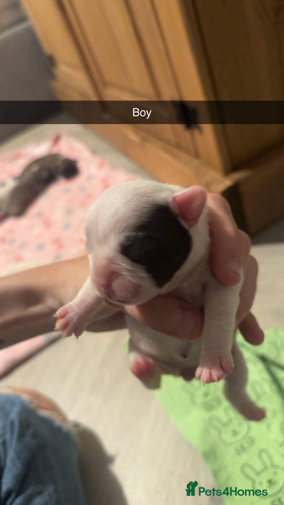 French Bulldog dogs for sale: French bulldog puppies - Image 7