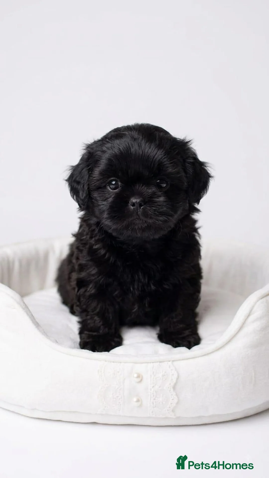 Mixed Breed dogs for sale: Shihpoo female pups - Advert 2