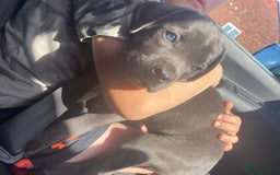 Cane Corso dogs for sale: Beautiful cane corso girl  - Image 1