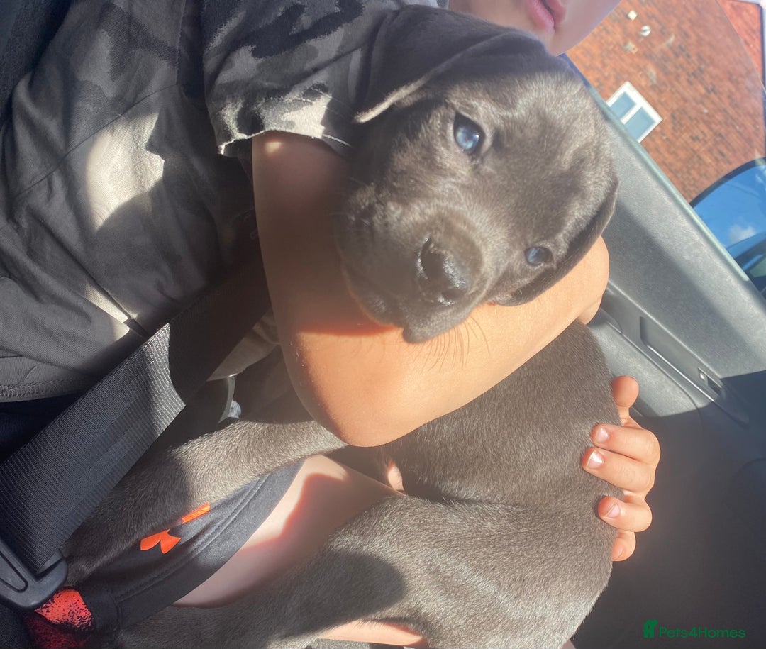 Cane Corso dogs for sale: Beautiful cane corso girl  - Image 1