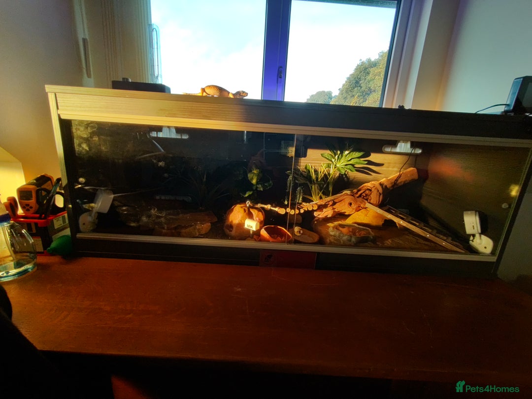 Leopard Gecko reptiles for sale: Female leopard gecko super sweet & full enclosure - Image 8