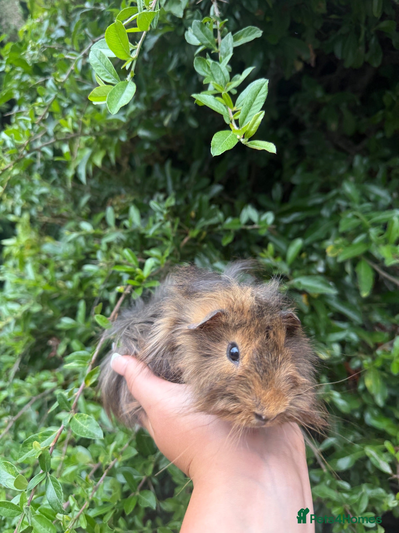Guinea Pig rodents One male guinea pig left 💕 - Advert 10