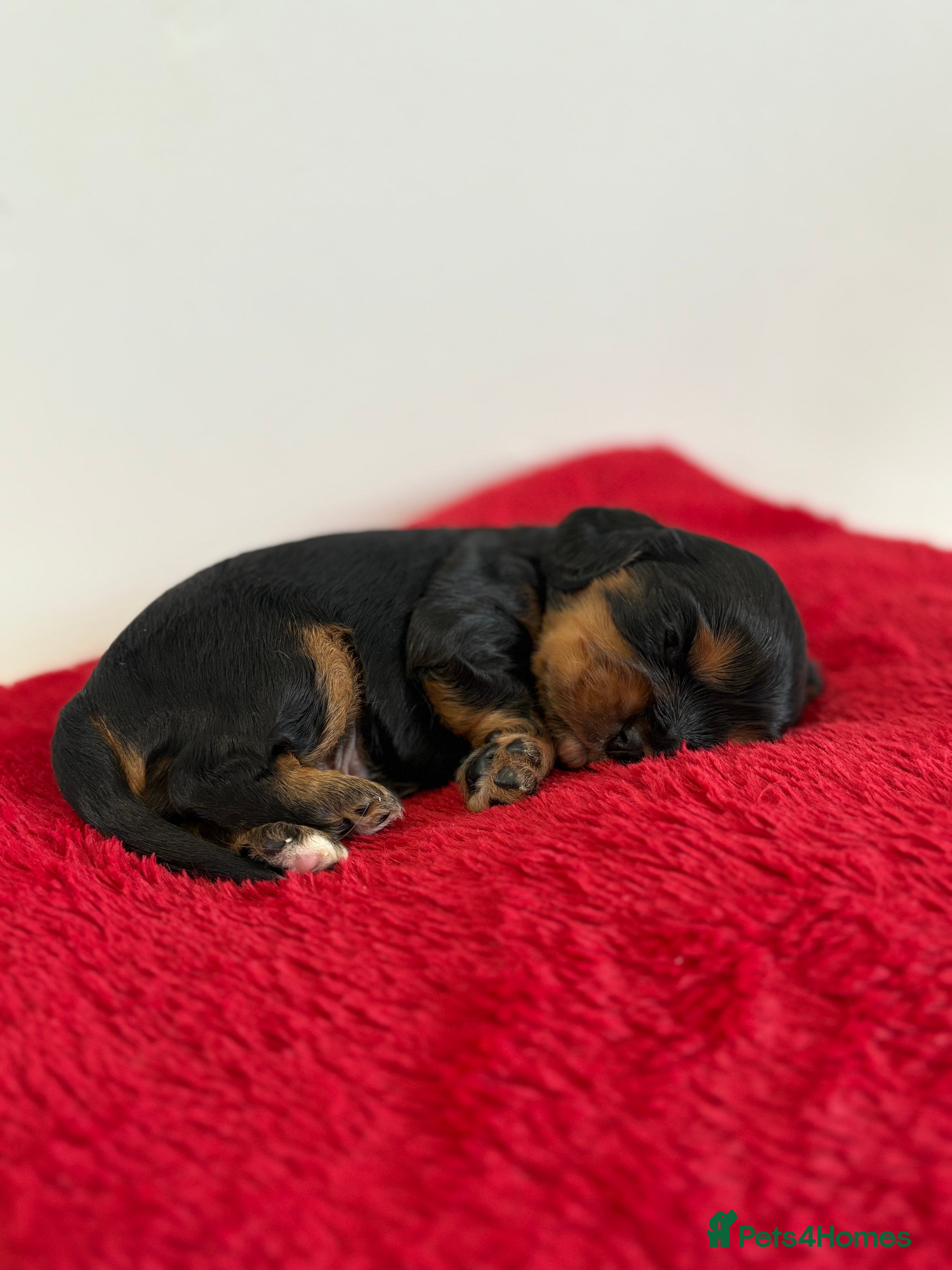 Cavalier King Charles Spaniel dogs Kc & health tested ckcs puppies - Advert 1