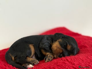 Cavalier King Charles Spaniel dogs Kc & health tested ckcs puppies - Advert 1