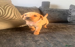 Labrador Retriever dogs for sale: Beautiful Labrador retrievers puppies  in Manchester - Image 3
