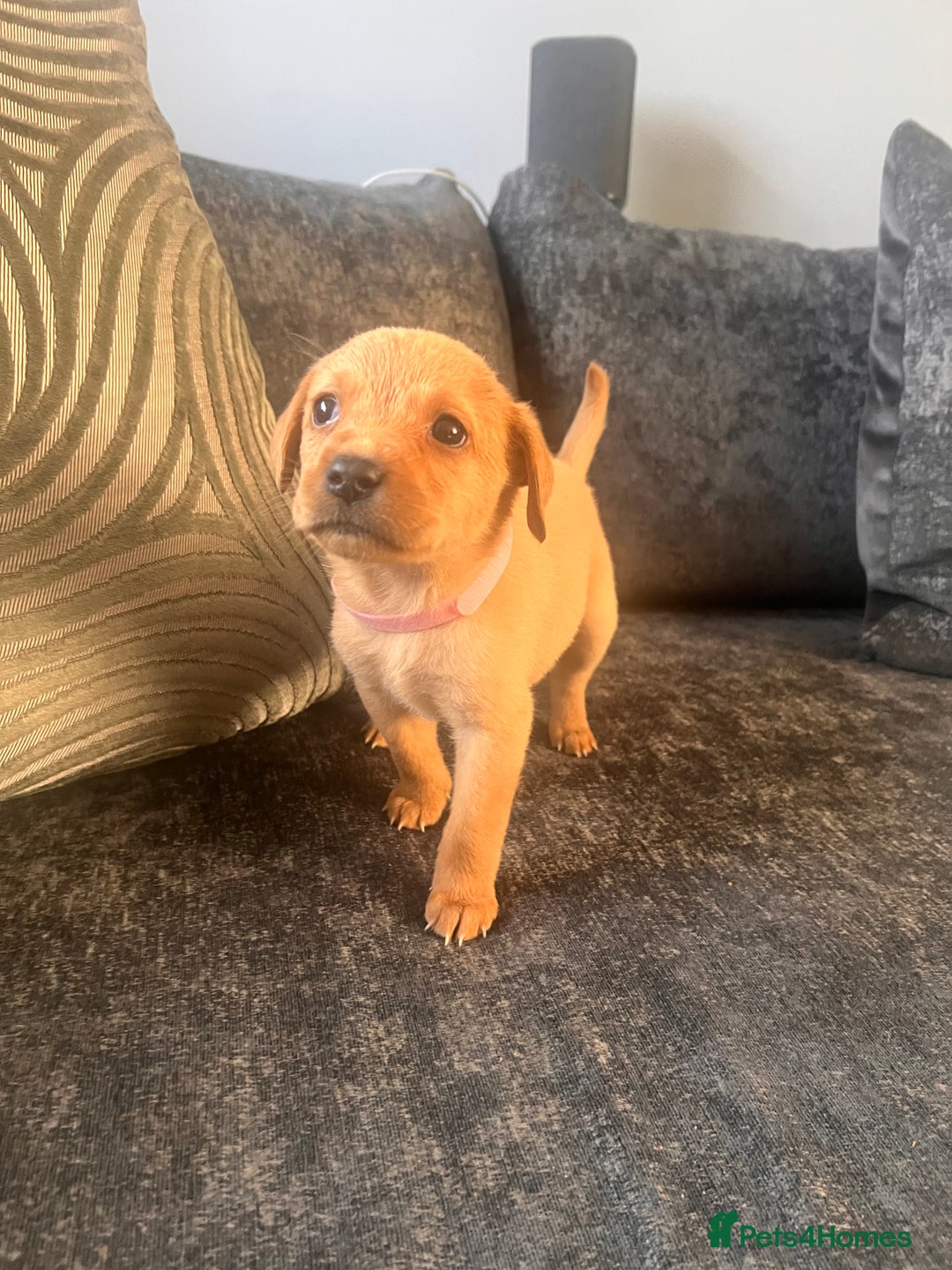 Labrador Retriever dogs for sale: Beautiful Labrador retrievers puppies  in Manchester - Image 3