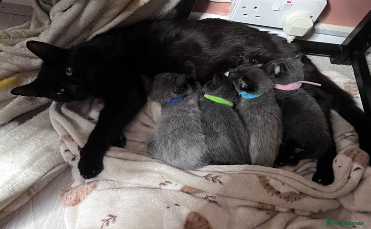Mixed Breed cats for sale - Advert 1