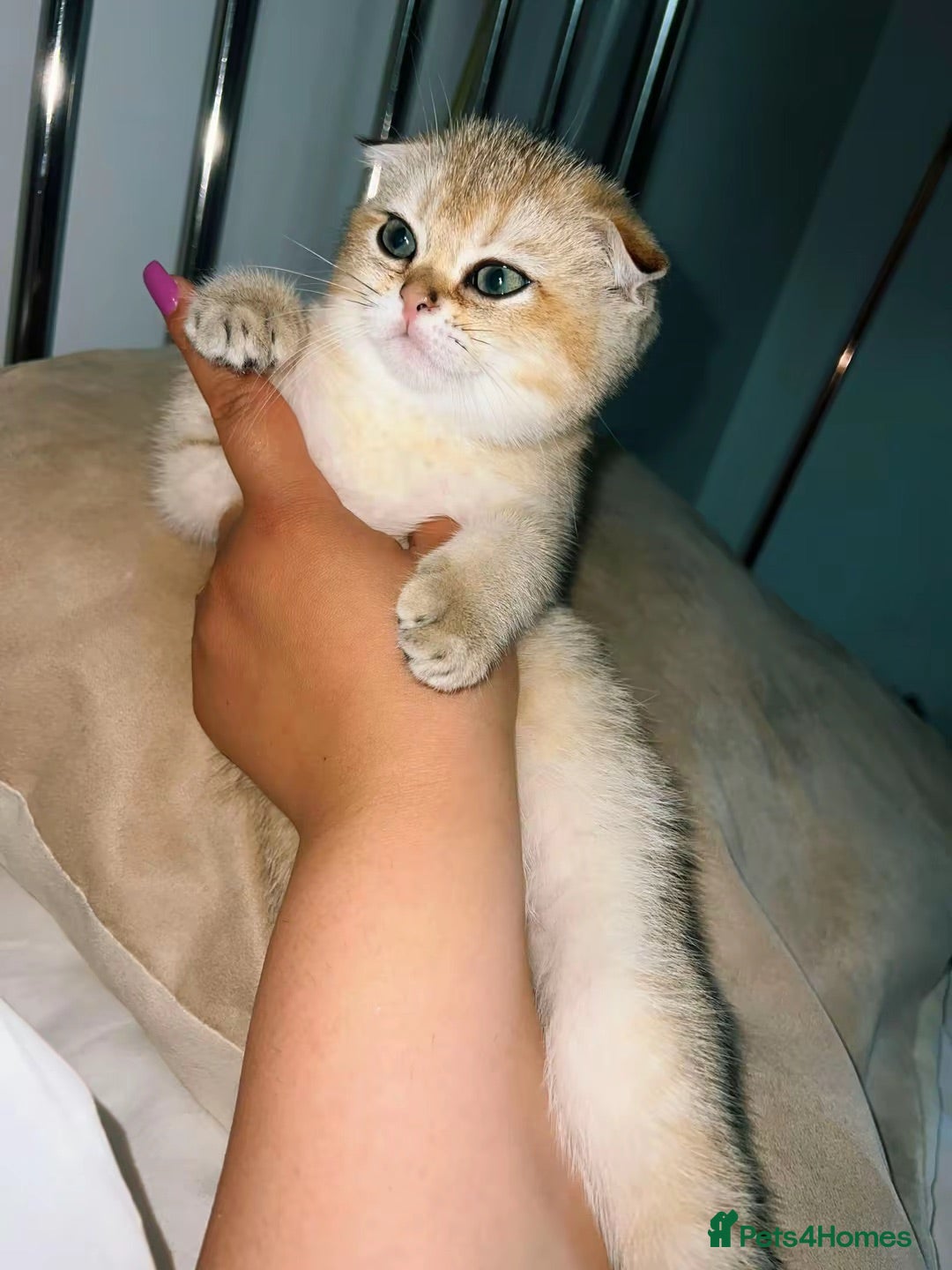 British Shorthair cats Gorgeous kittens  - Advert 2