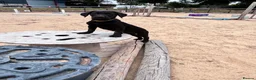 Labrador Retriever dogs for sale: Labradors - Puppies Ready for Their Forever Homes! - Advert 7